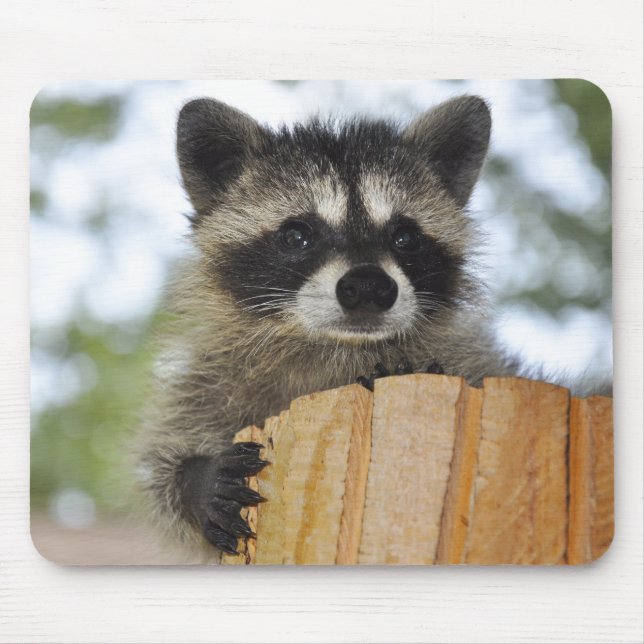 racoon - #1007 mouse pad (Front)