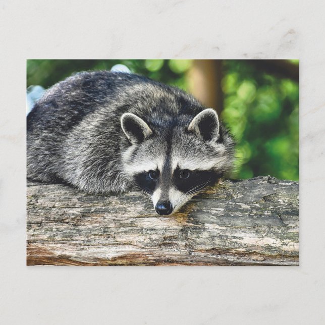 Racoon 2 Postcard (Front)
