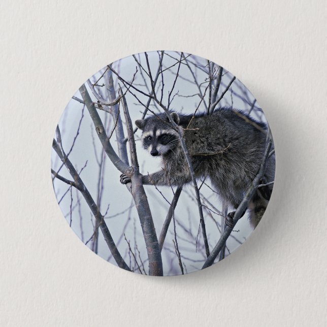 Racoon 6 Cm Round Badge (Front)