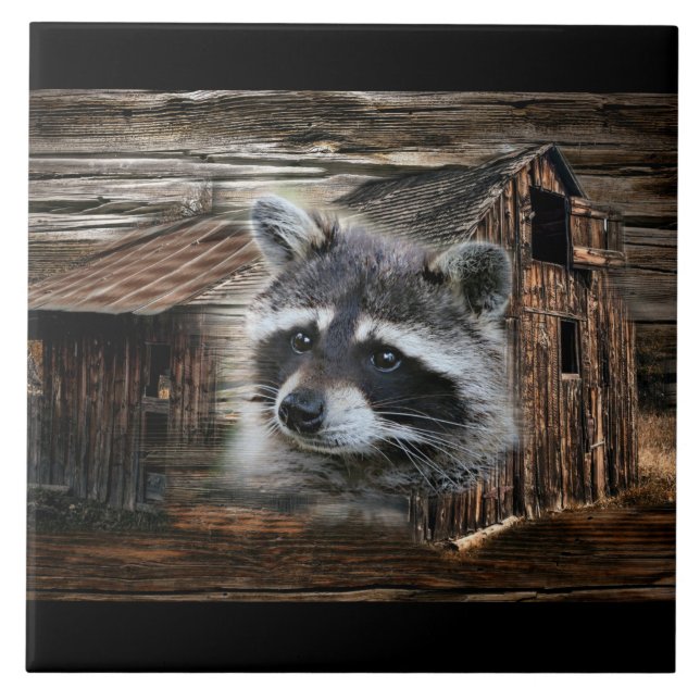 Racoon At The Old Barn Ceramic Tile (Front)