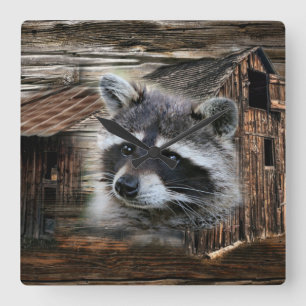 Racoon At The Old Barn Square Wall Clock