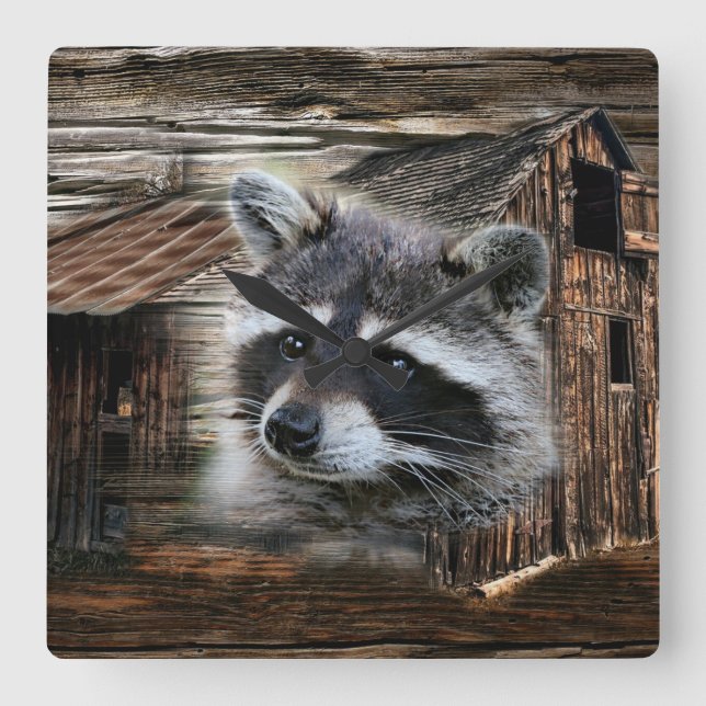 Racoon At The Old Barn Square Wall Clock (Front)