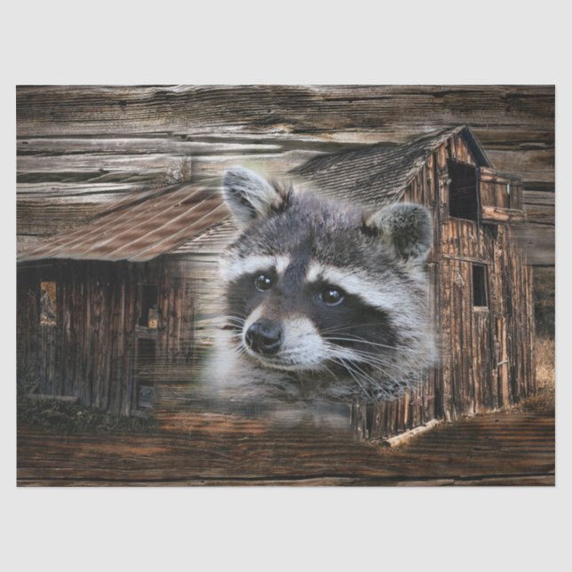 Racoon At The Old Barn Tissue Paper (Front)