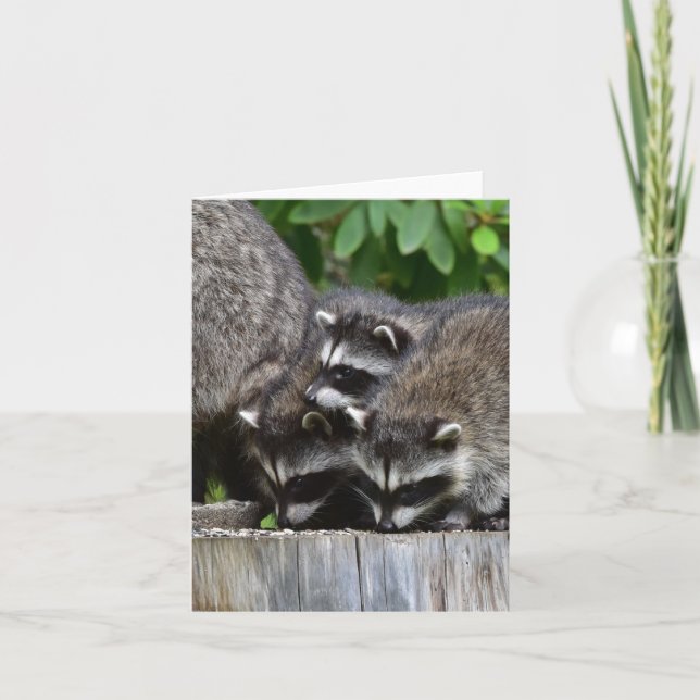 Racoon Babies! Card (Front)