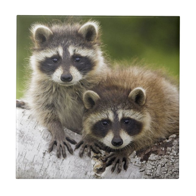 Racoon Babies Ceramic Tile (Front)