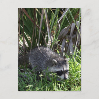 Racoon Baby Postcard