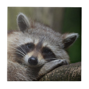 Racoon Ceramic Tile