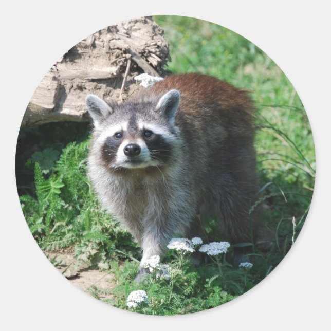 Racoon Classic Round Sticker (Front)