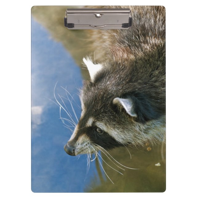 Racoon Clipboard (Front)