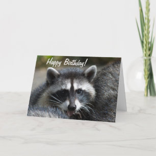 Racoon Close-Up Card