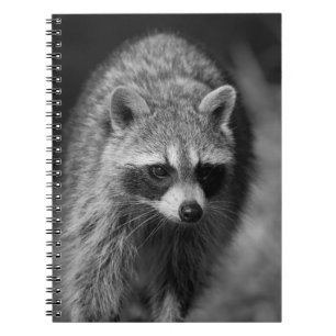 Racoon Close Up Portrait - Wildlife Photography Notebook