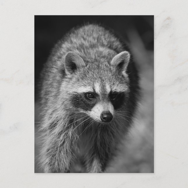 Racoon Close Up Portrait - Wildlife Photography Postcard (Front)