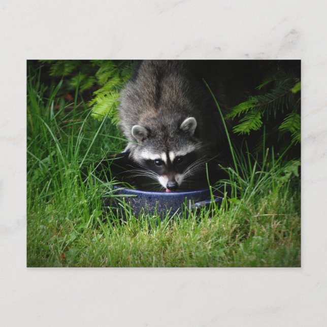Racoon Drinking Postcard (Front)