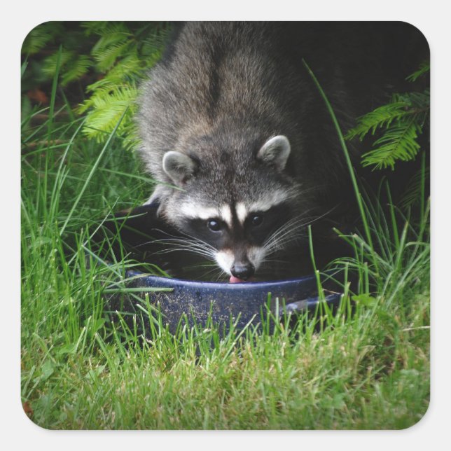 Racoon Drinking Sticker (Front)