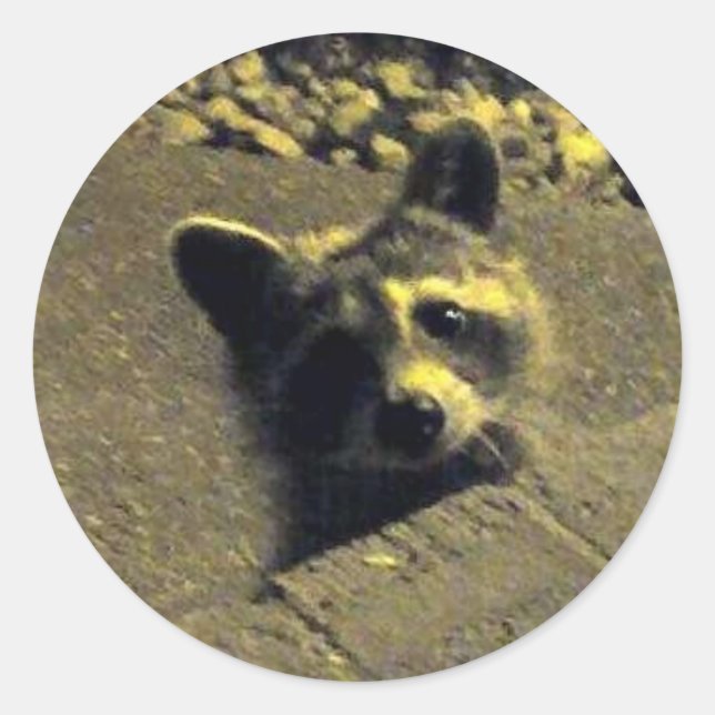 Racoon ~ Face of an Angel Classic Round Sticker (Front)