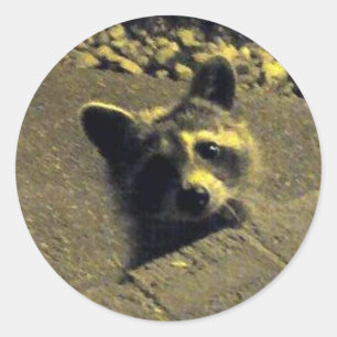 Racoon ~ Face of an Angel Classic Round Sticker