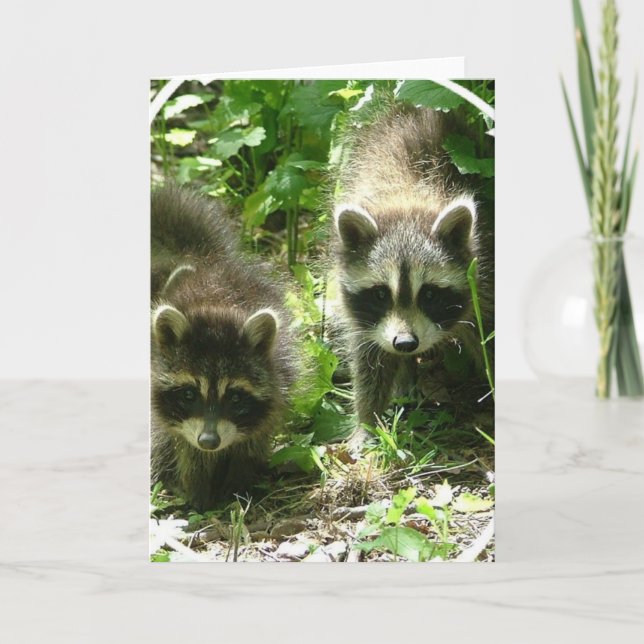 Racoon Habitat Greeting Card (Front)