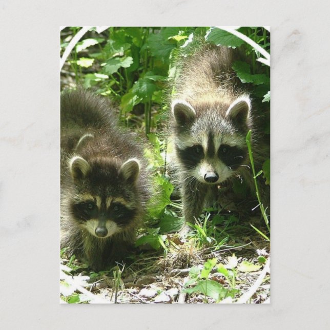 Racoon Habitat Postcard (Front)