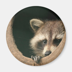 Racoon hide-and-seek magnet
