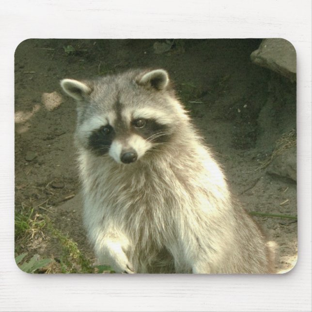 Racoon I Mouse Pad (Front)