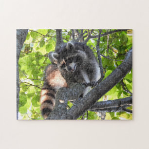 Racoon in a tree jigsaw puzzle