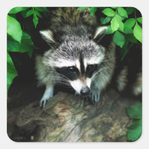 Racoon In Forest Nature Glossy Stickers