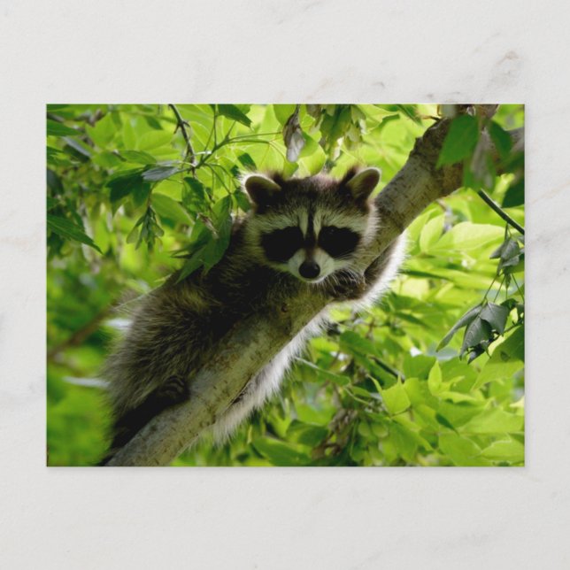 Racoon in Green Tree Cute grey masked racoon Postcard (Front)