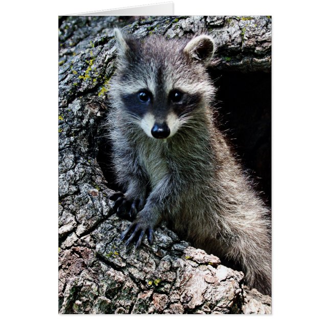 Racoon in the Den (Front)