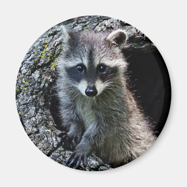 Racoon in the Den Magnet (Front)