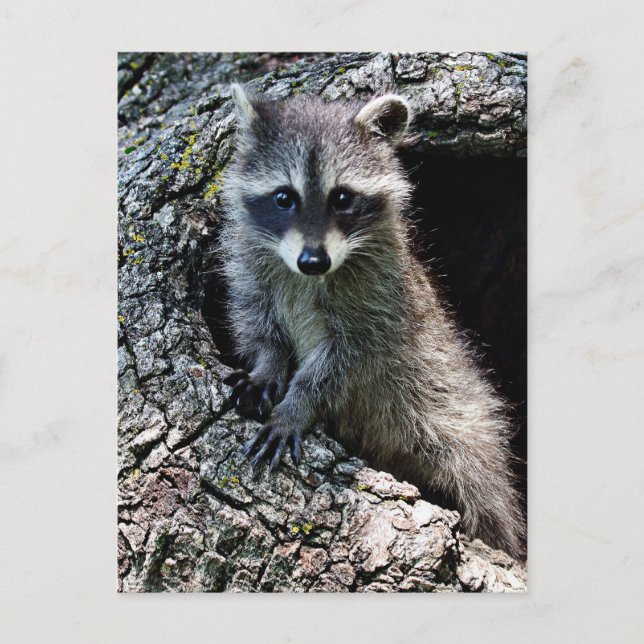 Racoon in the Den Postcard (Front)