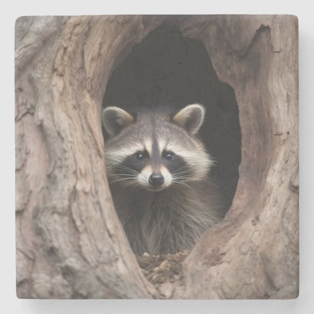 Racoon in Tree Cave  Stone Coaster (Front)