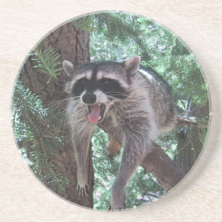 Racoon in Tree Coaster