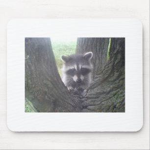 Racoon In Tree Mouse Pad