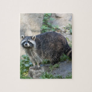 Racoon Jigsaw Puzzle