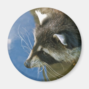 Racoon Magnet