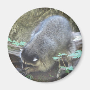 Racoon Magnet