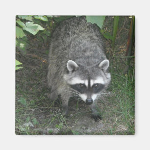 Racoon Magnet