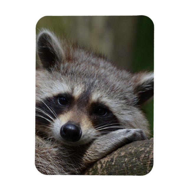 Racoon Magnet (Vertical)