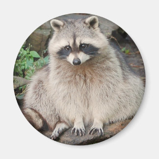 Racoon Magnet
