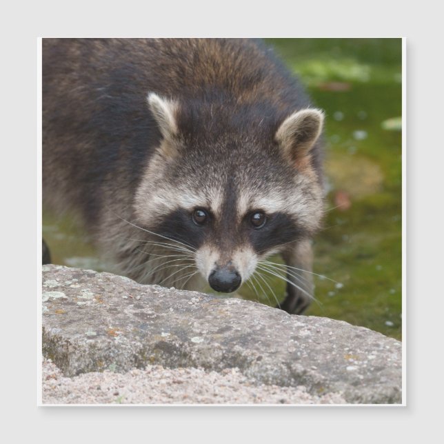 Racoon Makes Direct Eye Contact (Front)