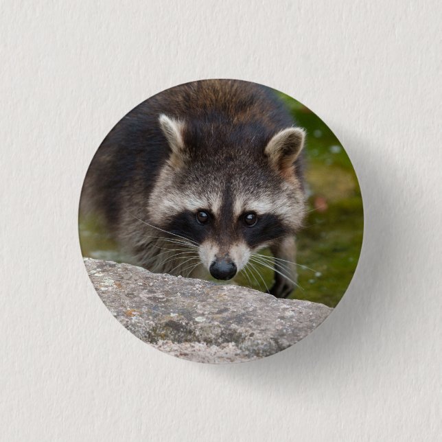 Racoon Makes Direct Eye Contact 3 Cm Round Badge (Front)