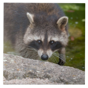 Racoon Makes Direct Eye Contact Ceramic Tile