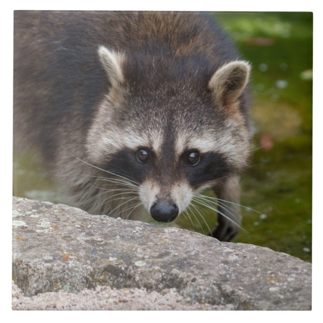 Racoon Makes Direct Eye Contact Ceramic Tile (Front)