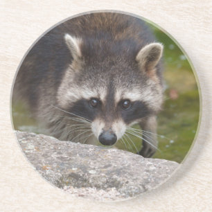 Racoon Makes Direct Eye Contact Coaster