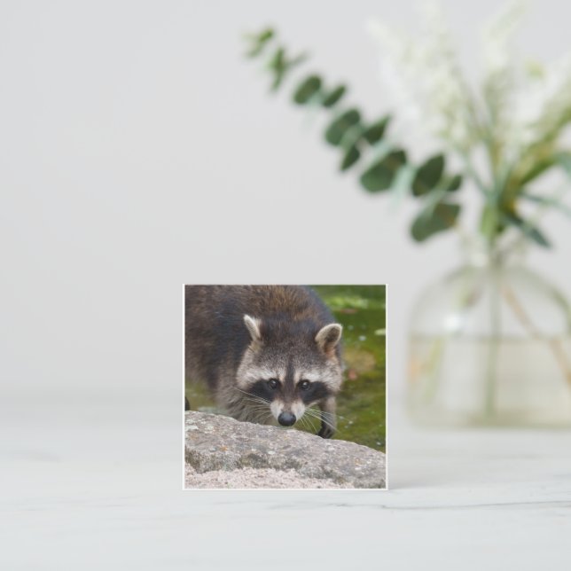 Racoon Makes Direct Eye Contact Enclosure Card (Standing Front)