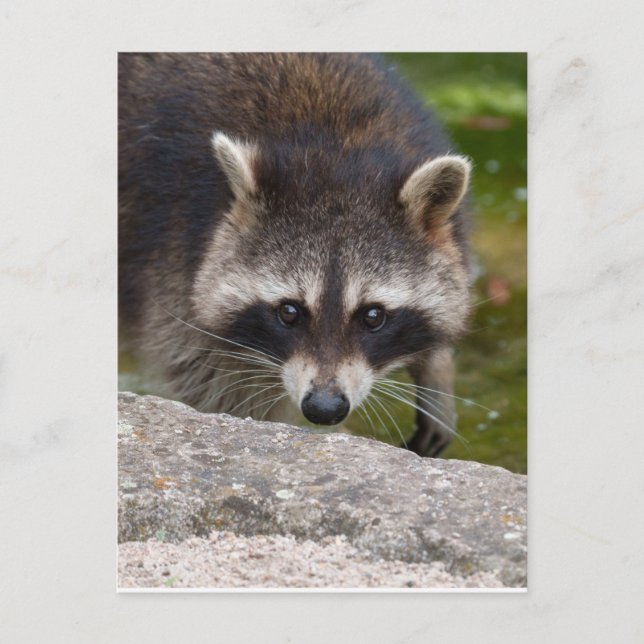 Racoon Makes Direct Eye Contact Postcard (Front)