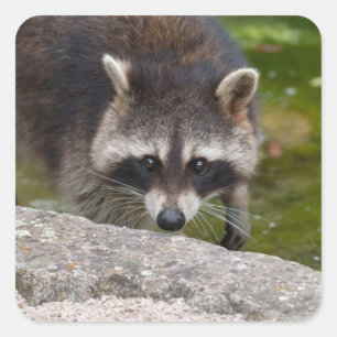 Racoon Makes Direct Eye Contact Square Sticker