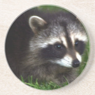 Racoon Mask  Coaster
