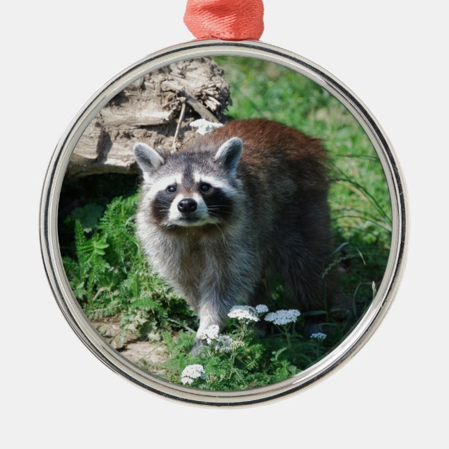 Racoon Metal Ornament (Front)