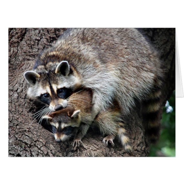 Racoon Mother and Kit (Front Horizontal)